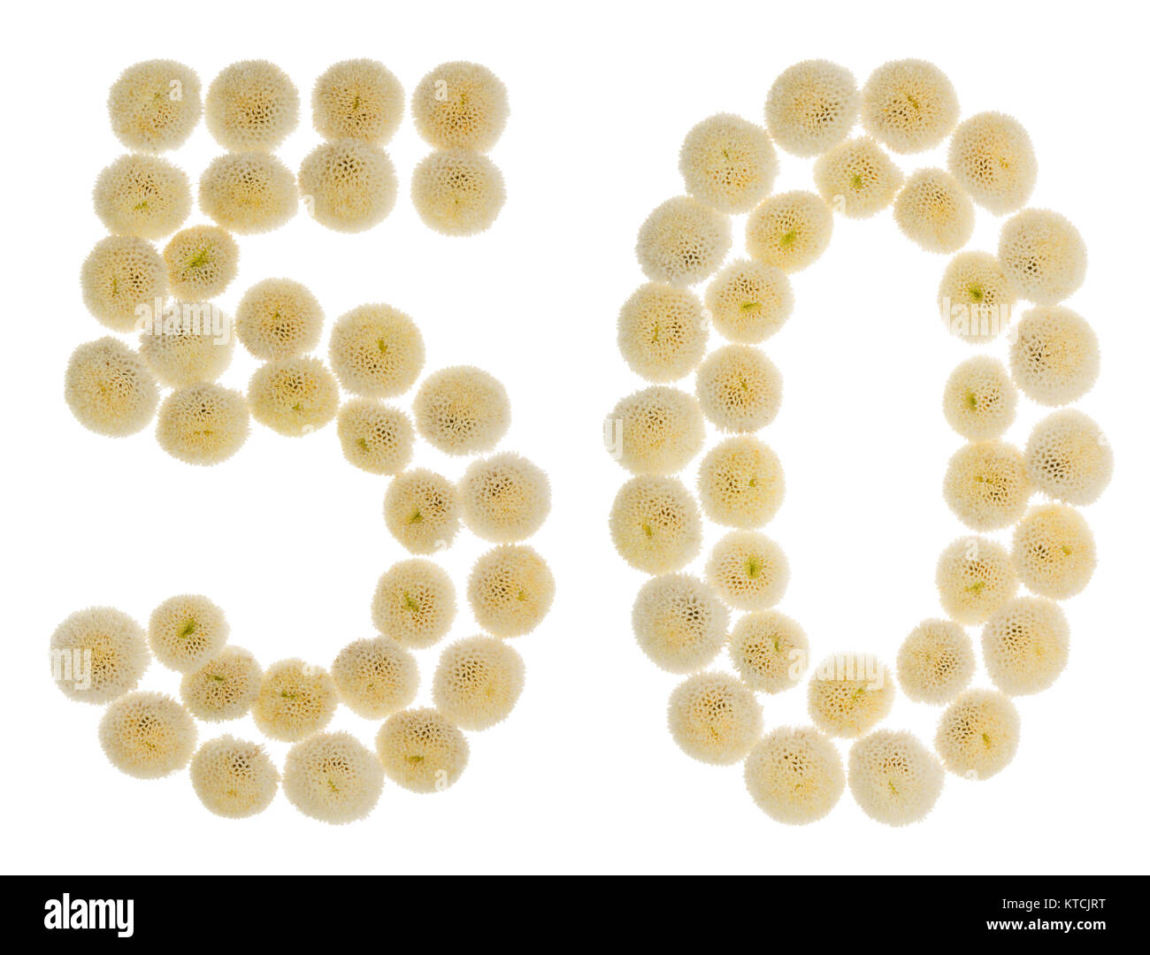 Arabic numeral 50, fifty, from cream flowers of chrysanthemum, isolated ...