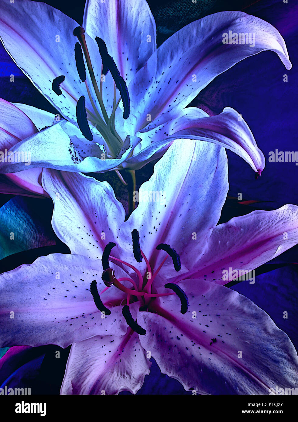 Moody flower background hires stock photography and images Alamy