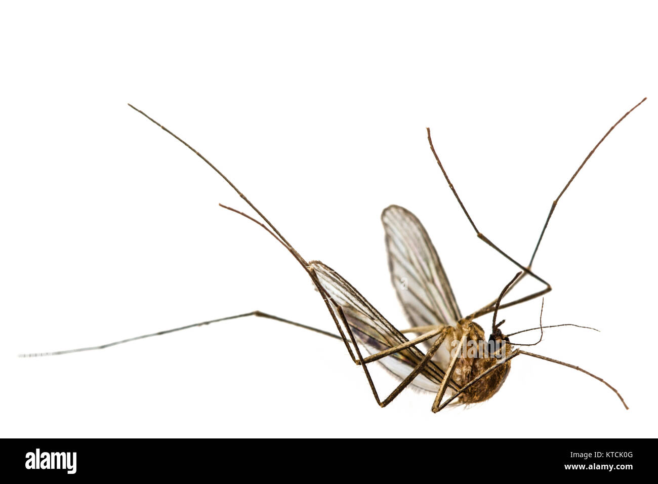 The dead mosquito,  isolated on white background Stock Photo
