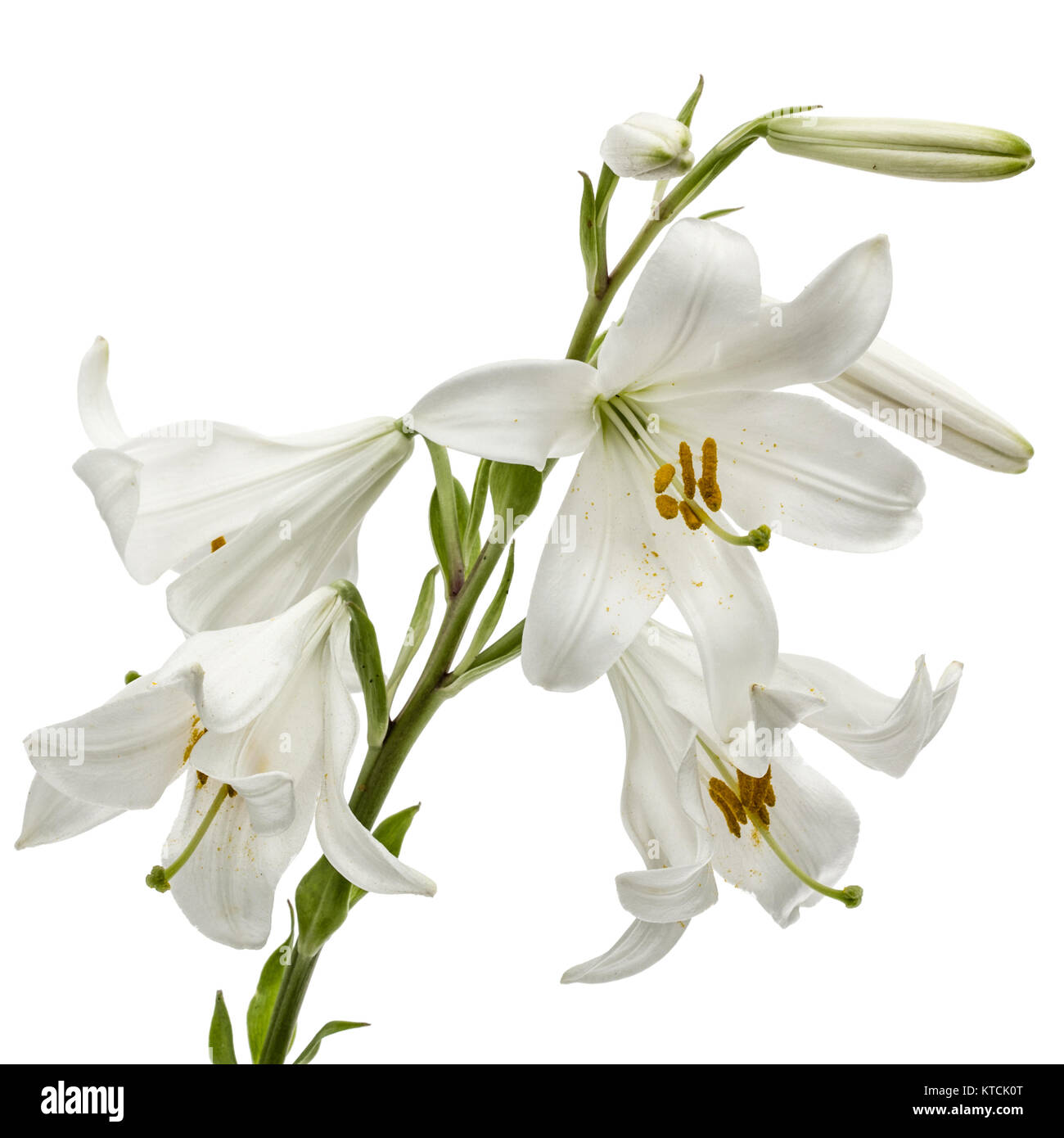 Flower of white lily, isolated on white background Stock Photo - Alamy