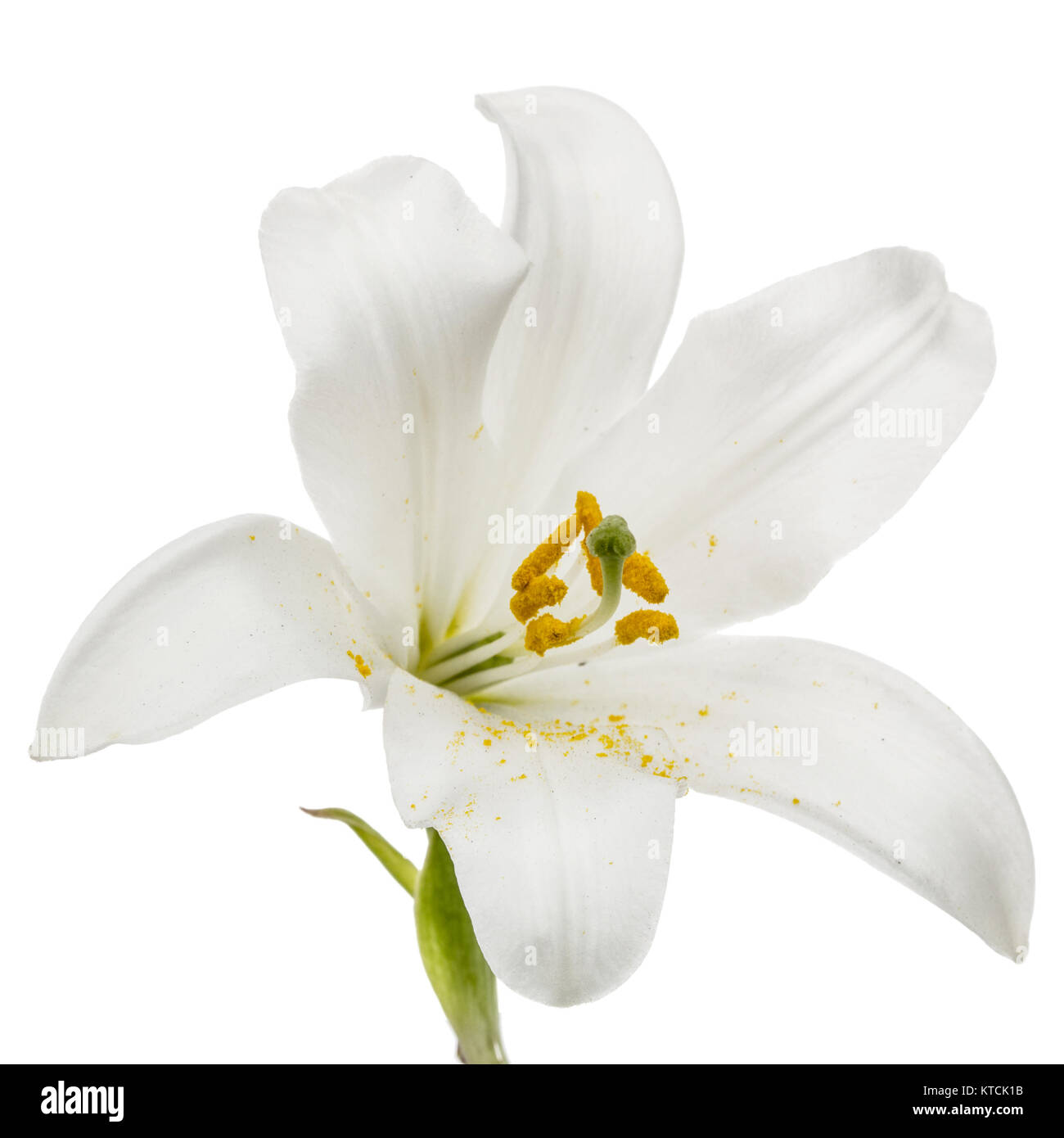 Flower of white lily, isolated on white background Stock Photo - Alamy
