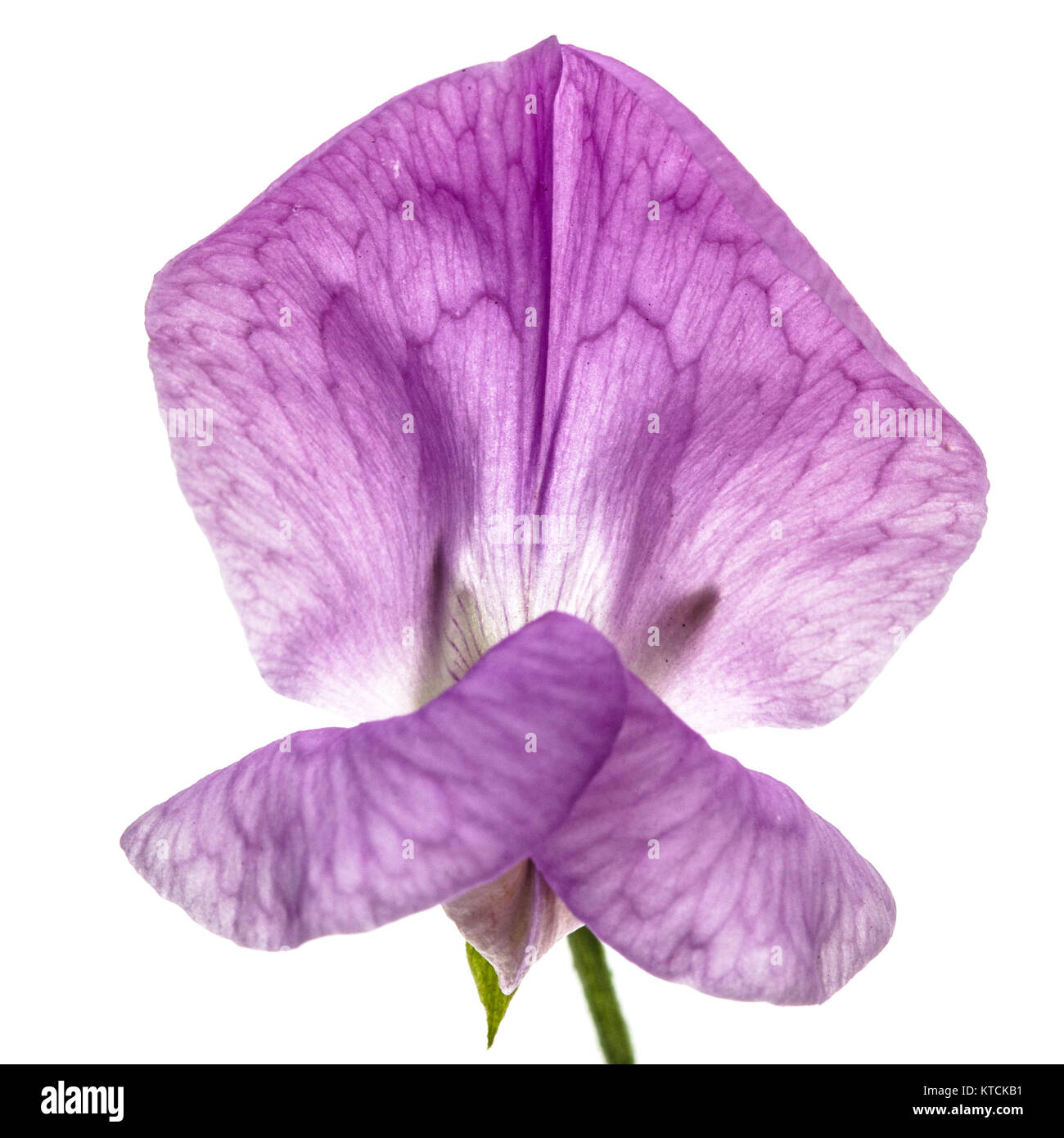 Flowers of sweet pea, isolated on white background Stock Photo