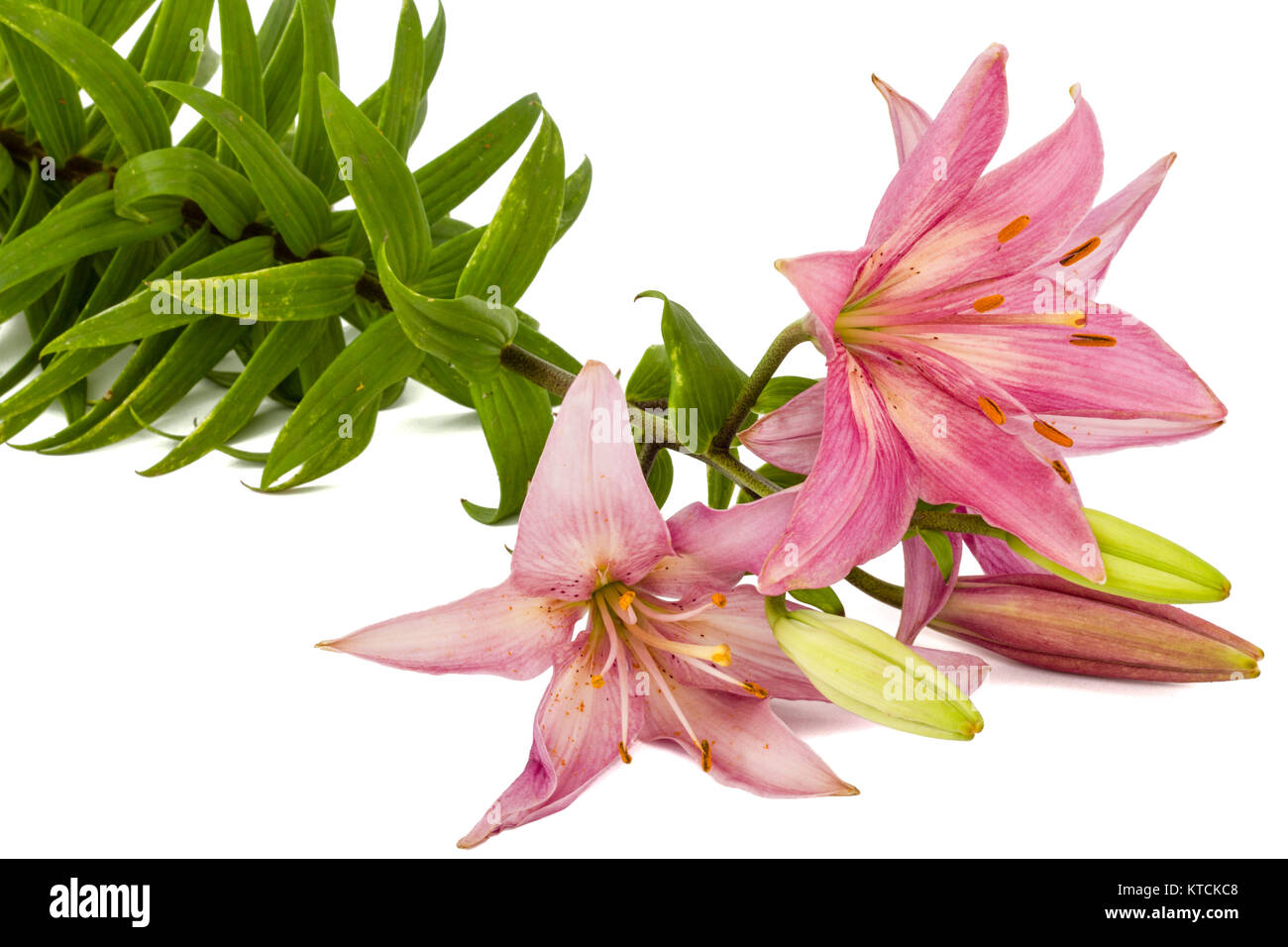 Flower of a pink lily, isolated on white background Stock Photo - Alamy