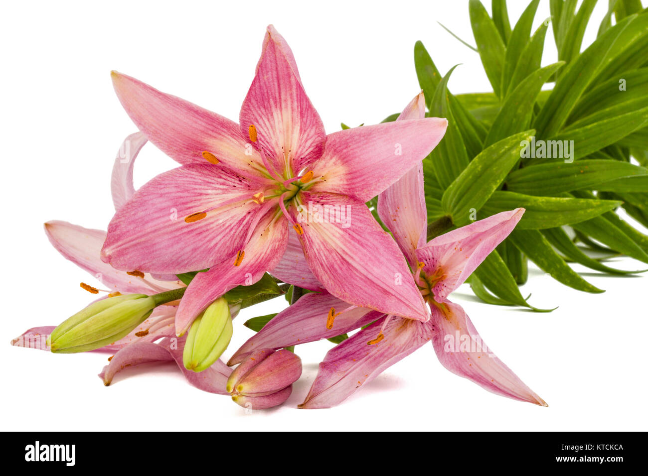 Flower of a pink lily, isolated on white background Stock Photo - Alamy