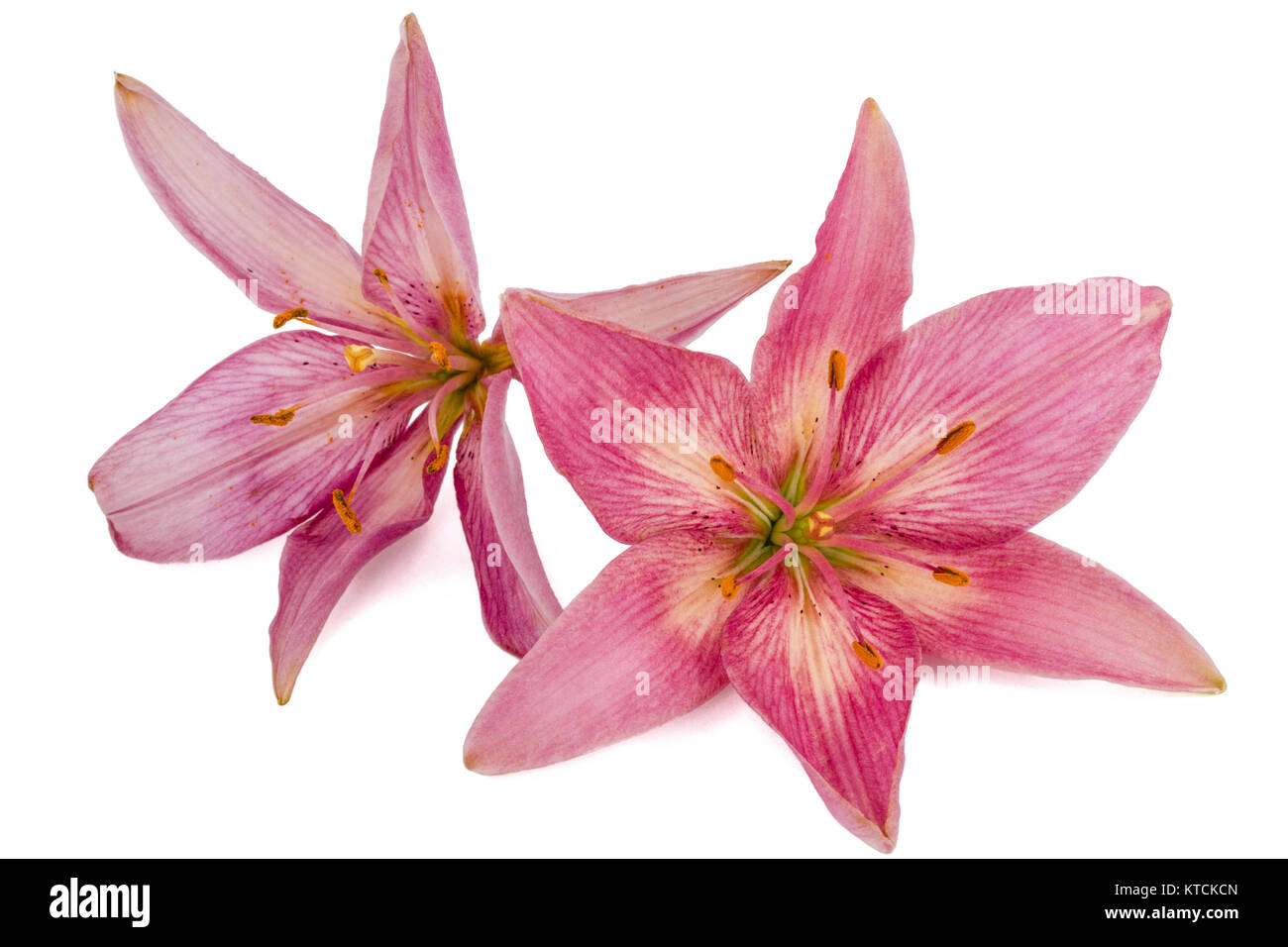 Flower of a pink lily, isolated on white background Stock Photo - Alamy