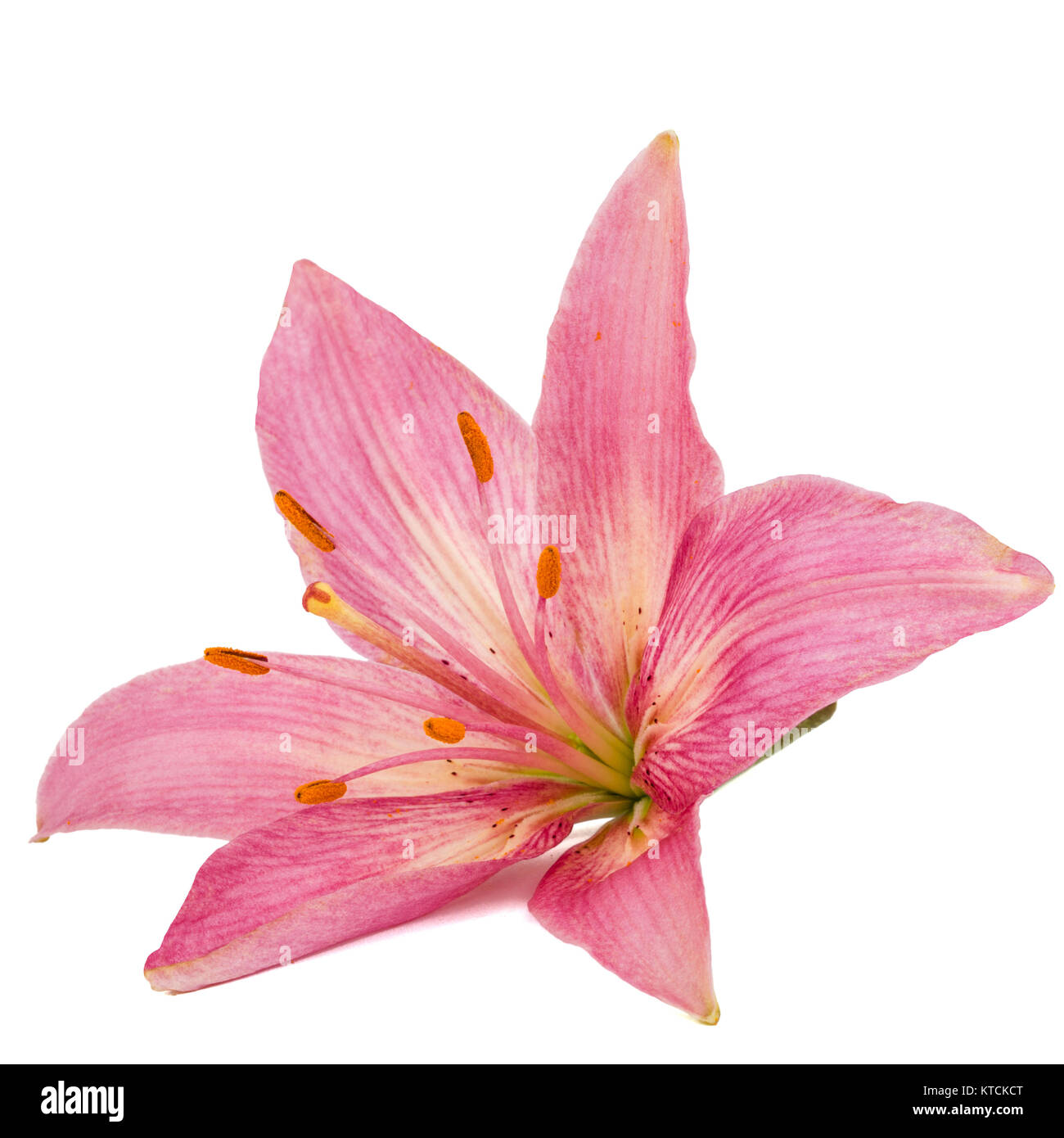 Flower of a pink lily, isolated on white background Stock Photo - Alamy