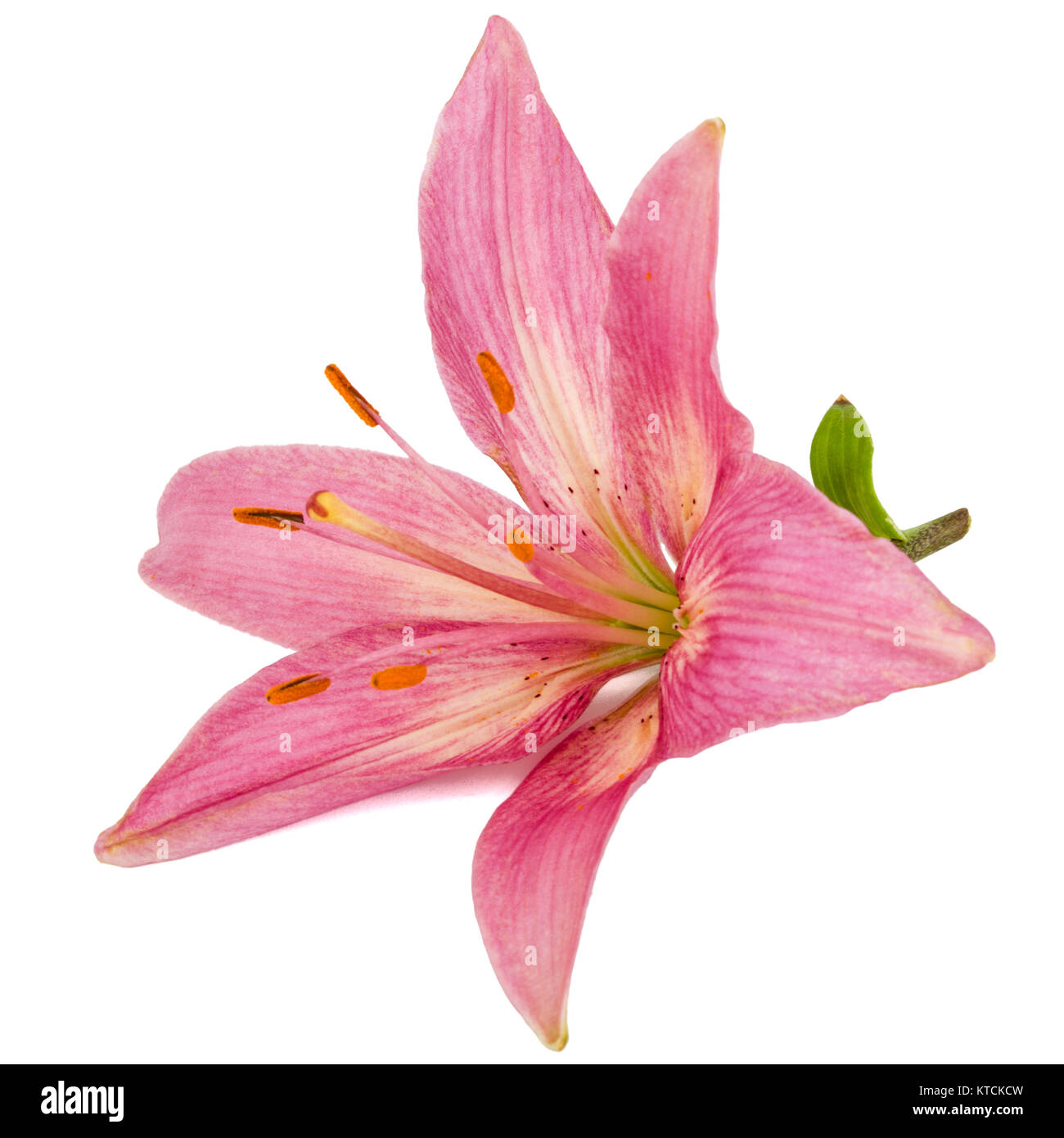 Flower of a pink lily, isolated on white background Stock Photo - Alamy