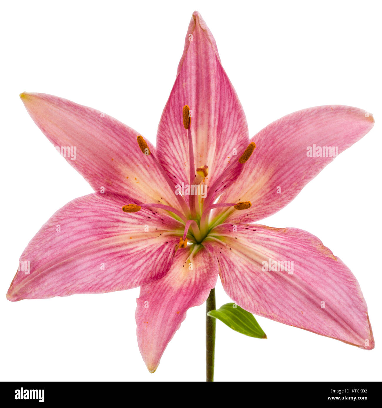 Flower of a pink lily, isolated on white background Stock Photo - Alamy