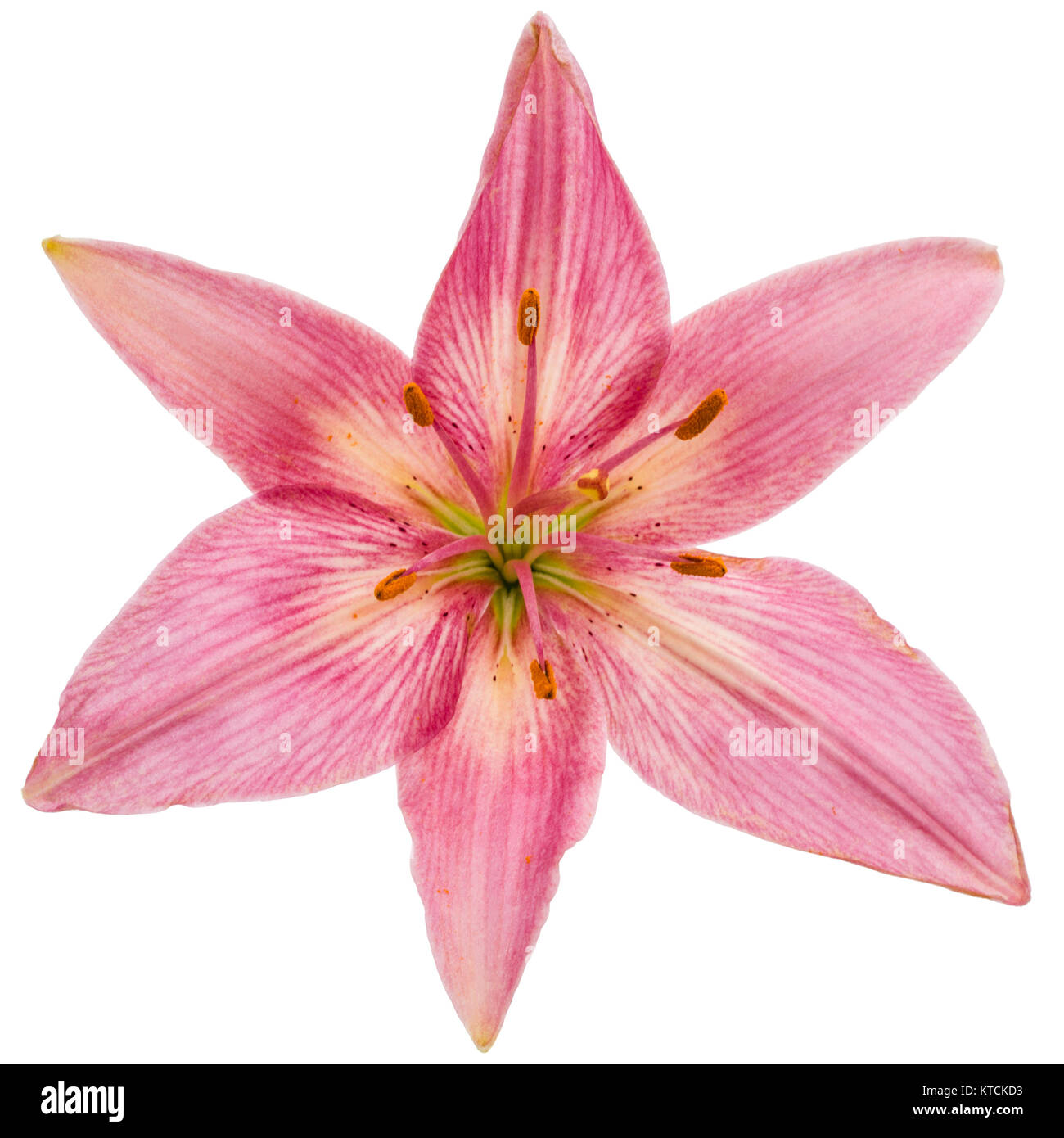 Flower of a pink lily, isolated on white background Stock Photo - Alamy