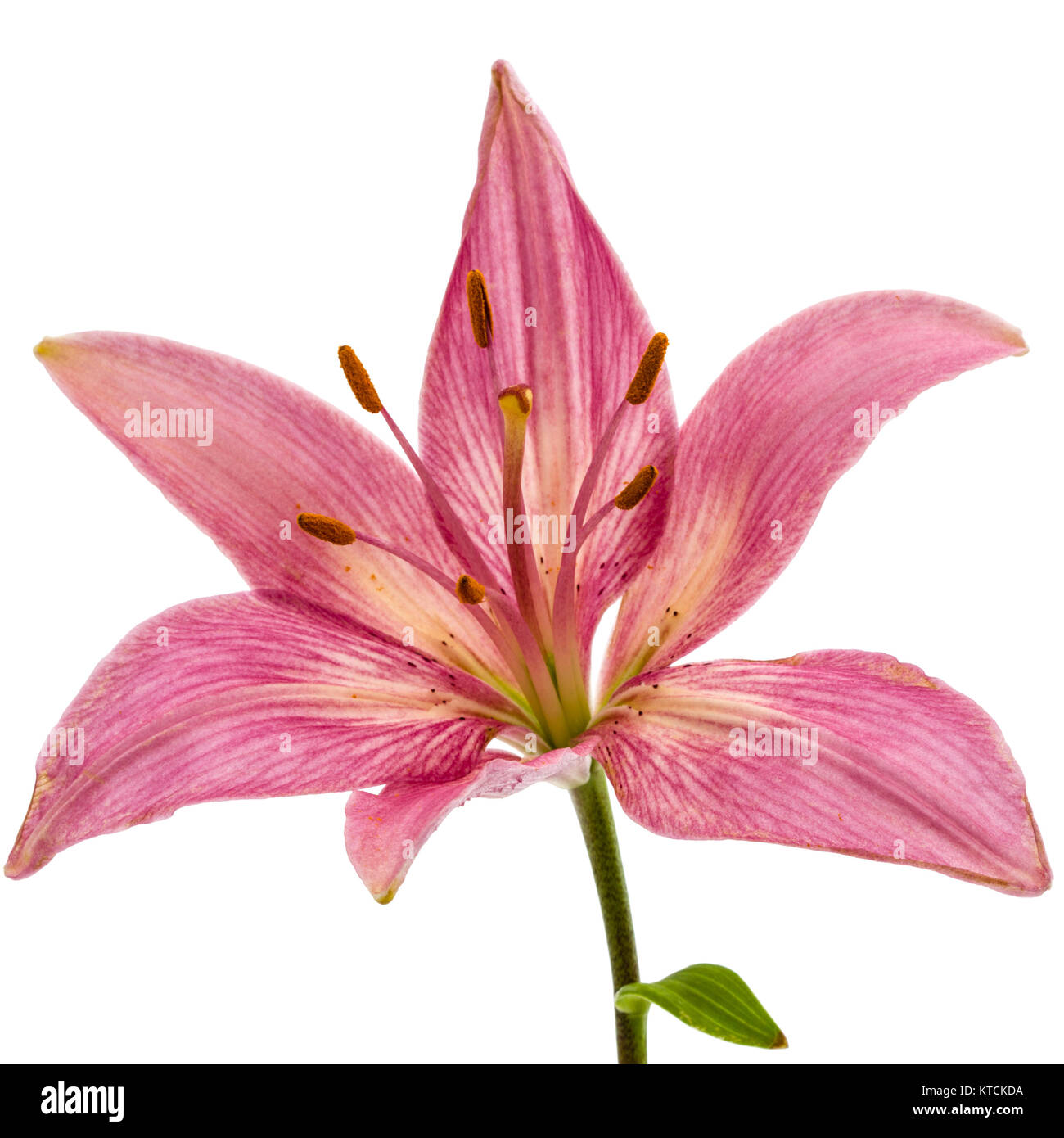 Flower of a pink lily, isolated on white background Stock Photo - Alamy