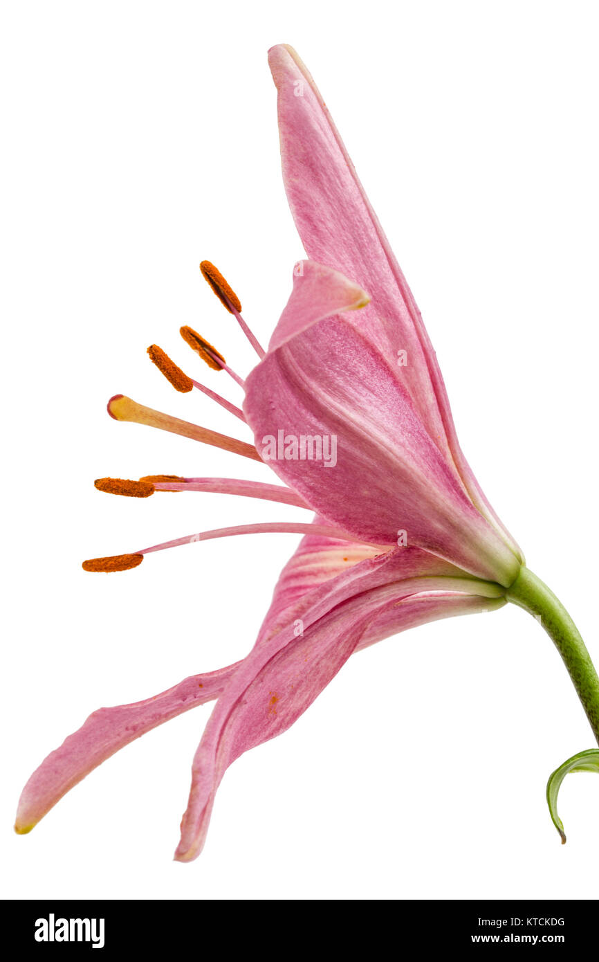 Flower of a pink lily, isolated on white background Stock Photo - Alamy
