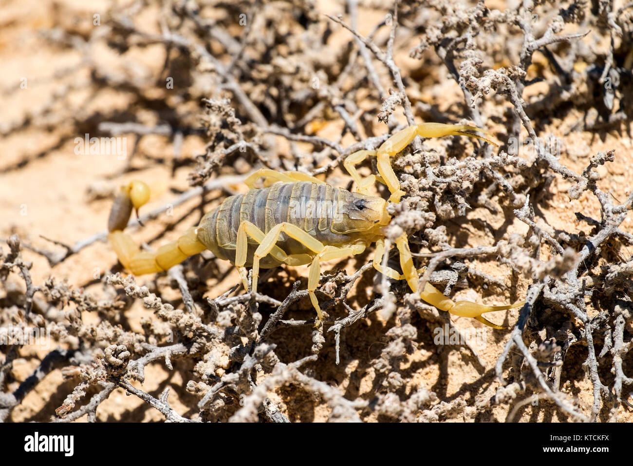 Scorpion deathstalker from the Negev desert took refuge (Leiurus quinquestriatus) Stock Photo