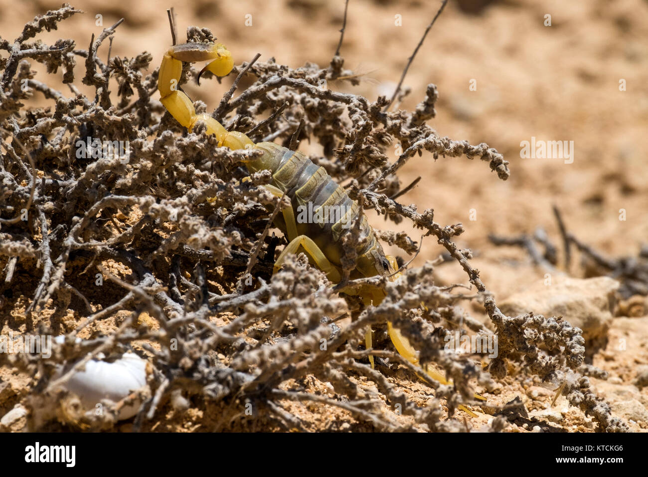Scorpion deathstalker from the Negev desert took refuge (Leiurus quinquestriatus) Stock Photo