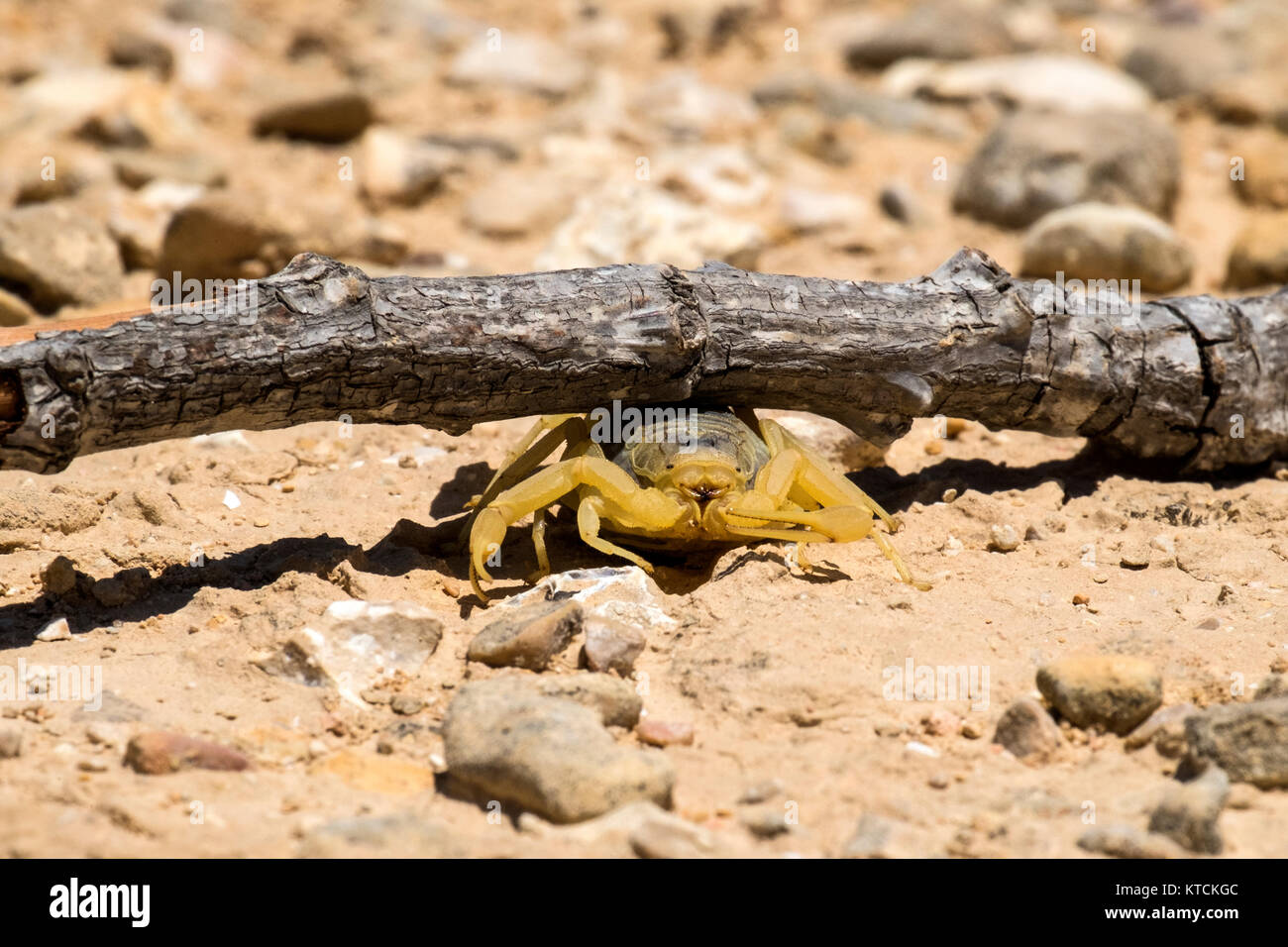 Scorpion deathstalker from the Negev sit in the shelter (Leiurus quinquestriatus) Stock Photo