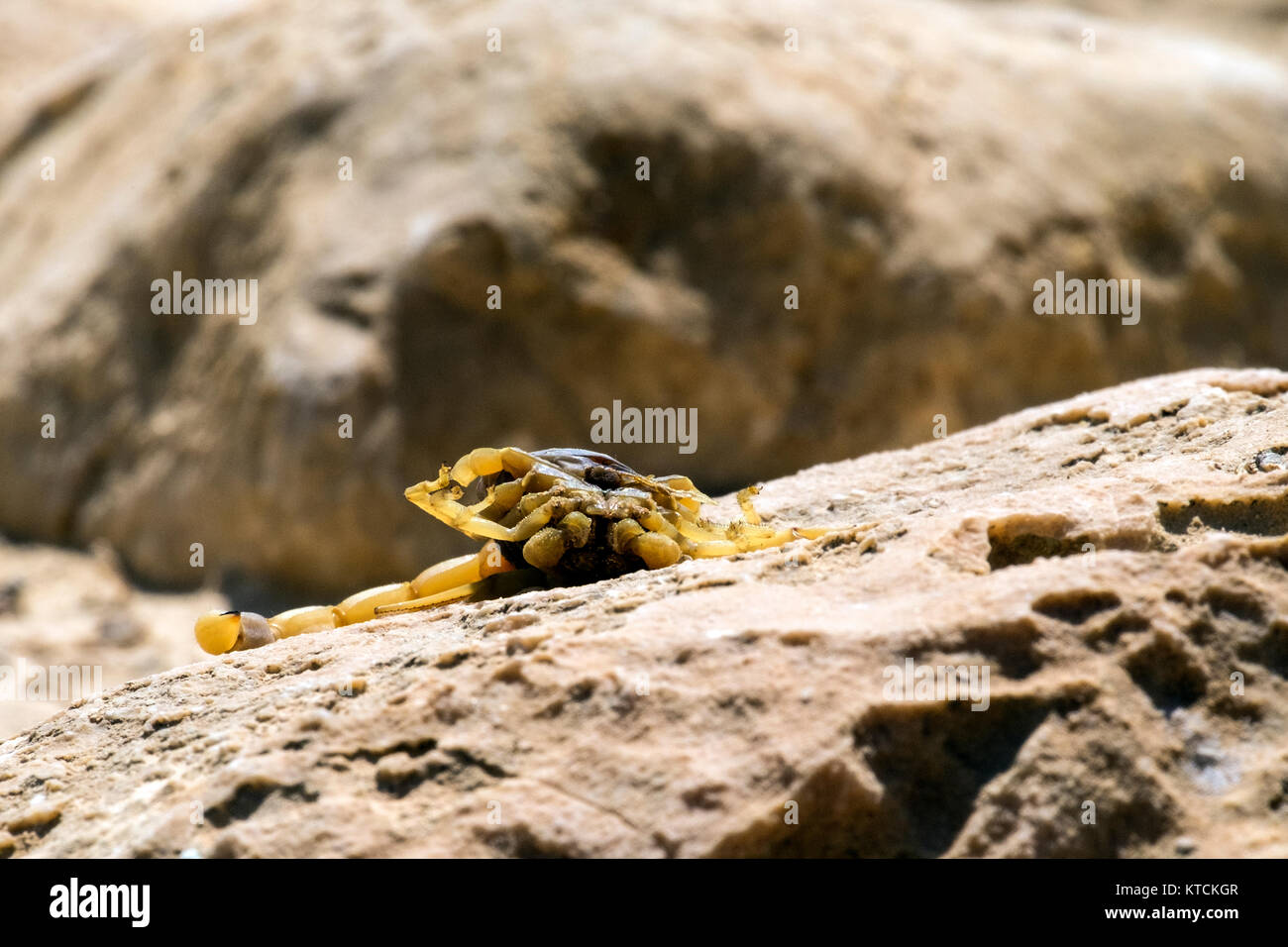 Palestinian yellow scorpion hires stock photography and images Alamy