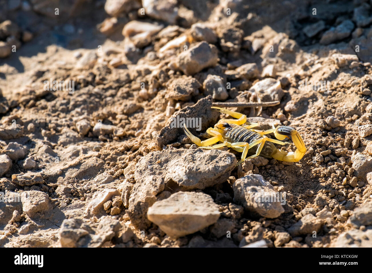 Palestinian yellow scorpion hires stock photography and images Alamy