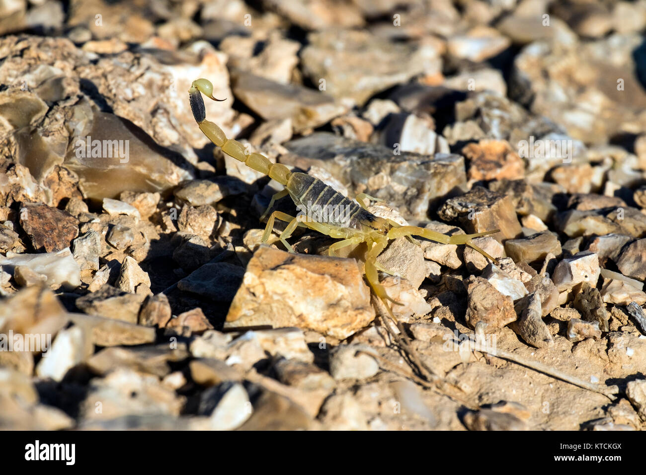 Palestinian yellow scorpion hires stock photography and images Alamy