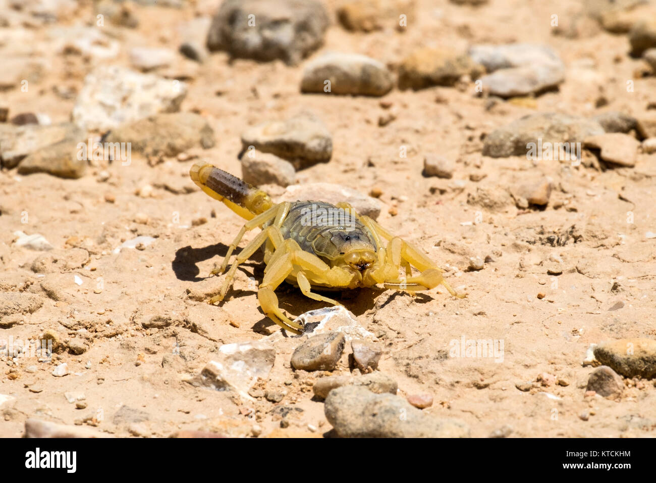 Scorpion deathstalker from the Negev desert seeking refuge (Leiurus quinquestriatus) Stock Photo