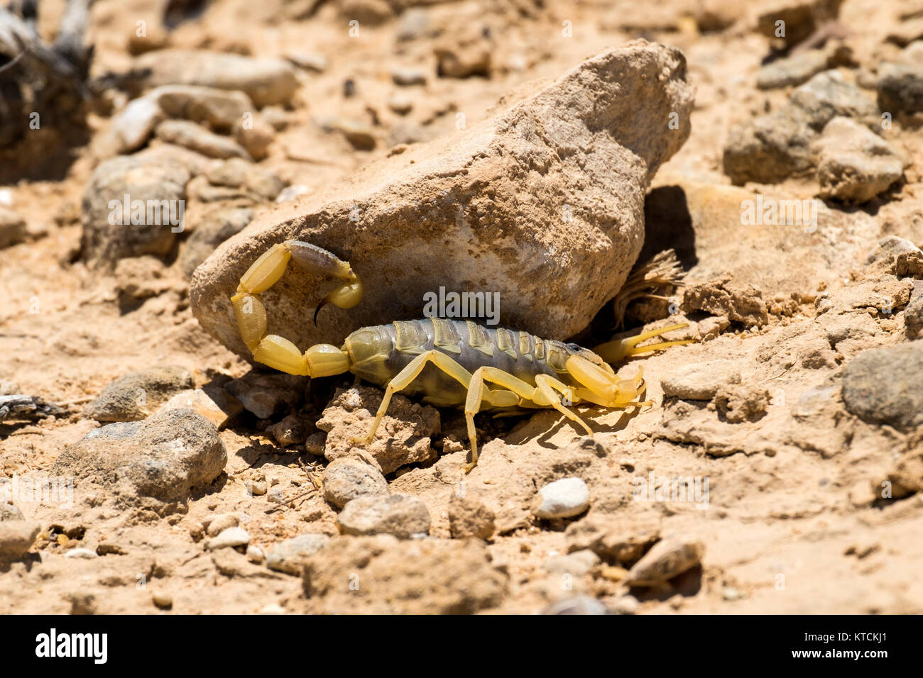 Palestinian yellow scorpion hires stock photography and images Alamy
