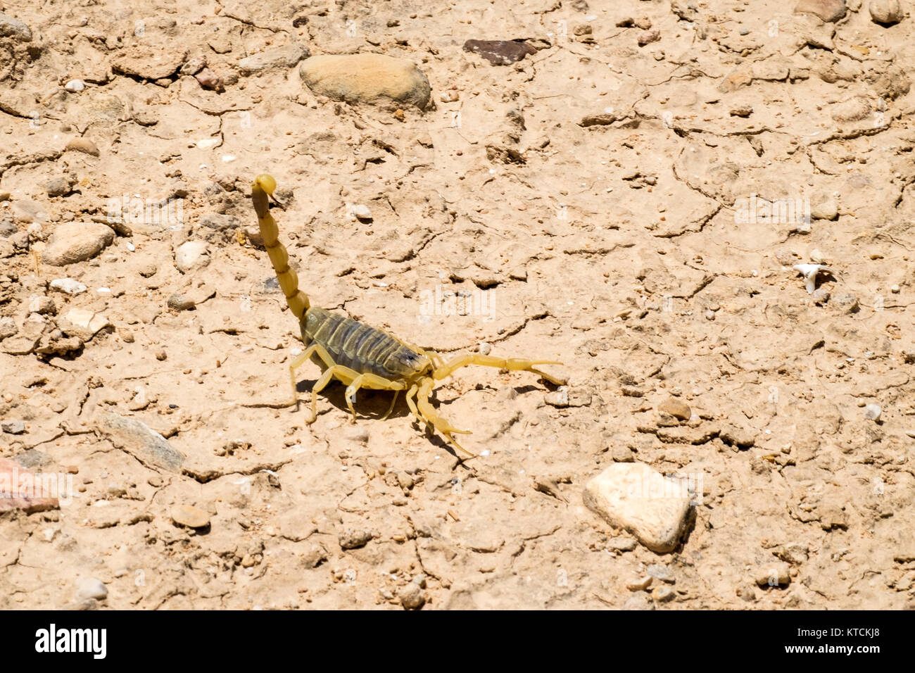 Palestinian yellow scorpion hires stock photography and images Alamy