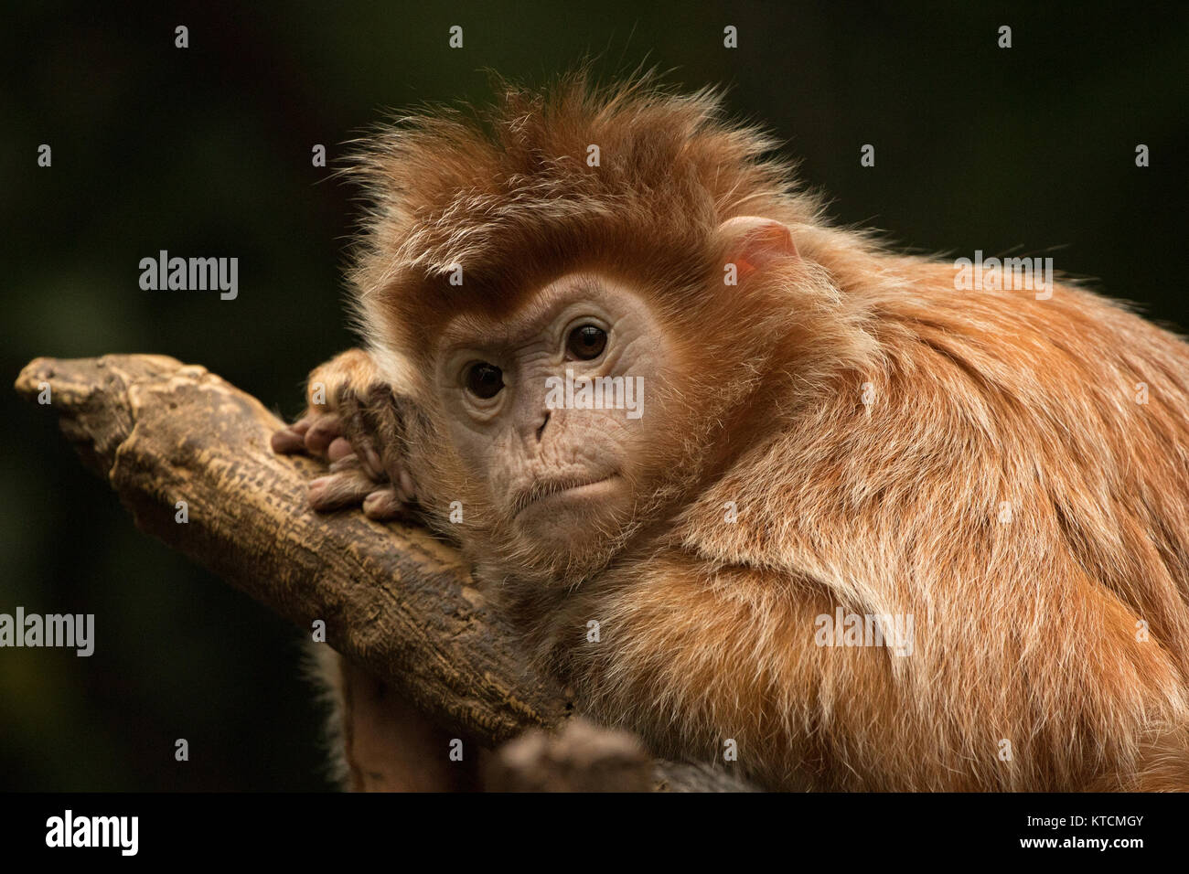 Ebony Langur - Bronx Zoo Series Stock Photo - Alamy