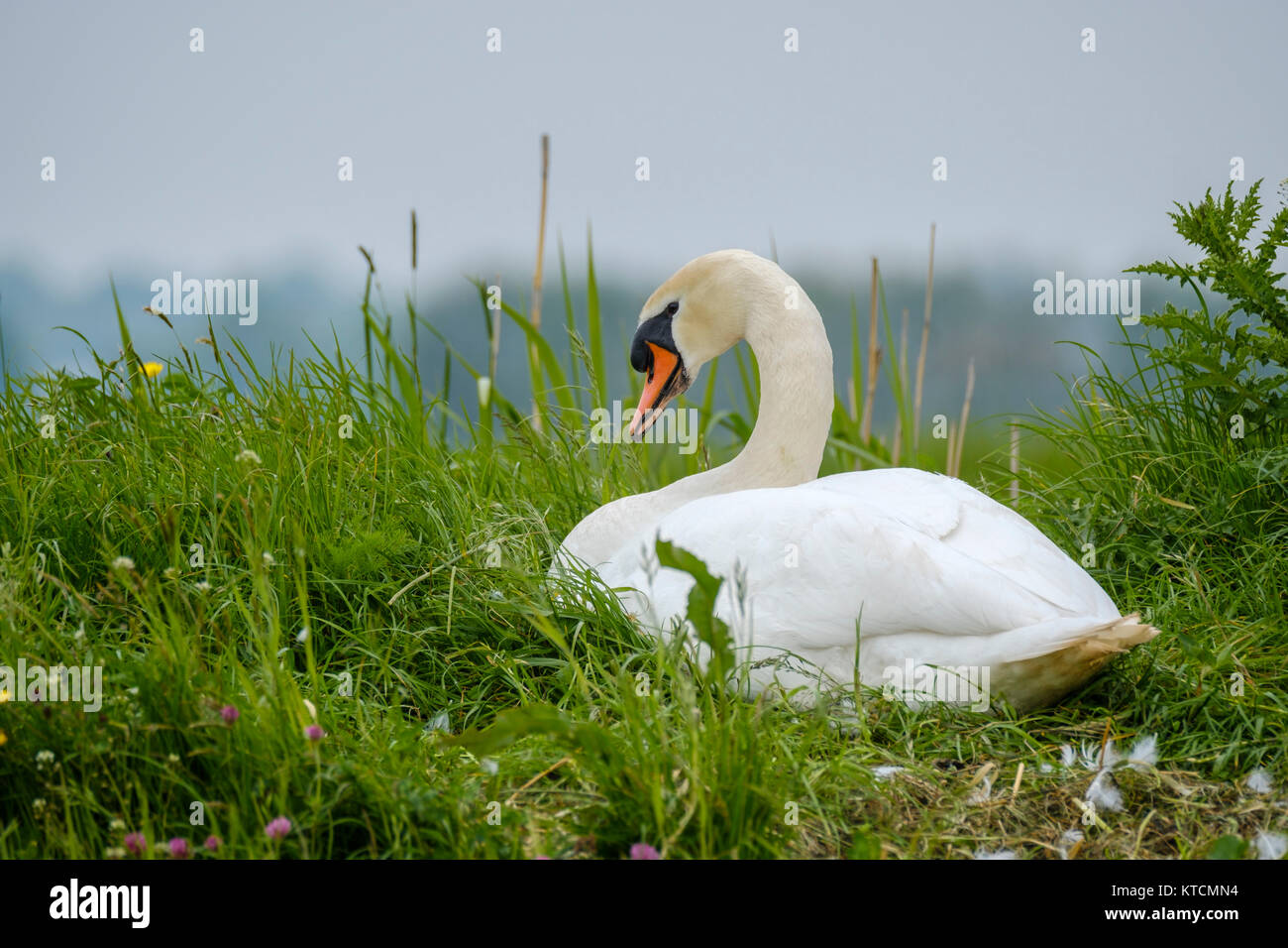 The mute swan Cygnus olor sitting on her nest hatching eggs in spring in the Netherlands Stock Photo