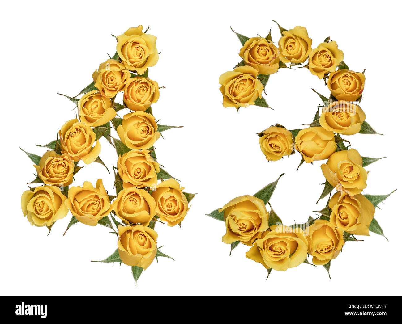 Arabic numeral 43, forty three, from yellow flowers of rose, isolated ...
