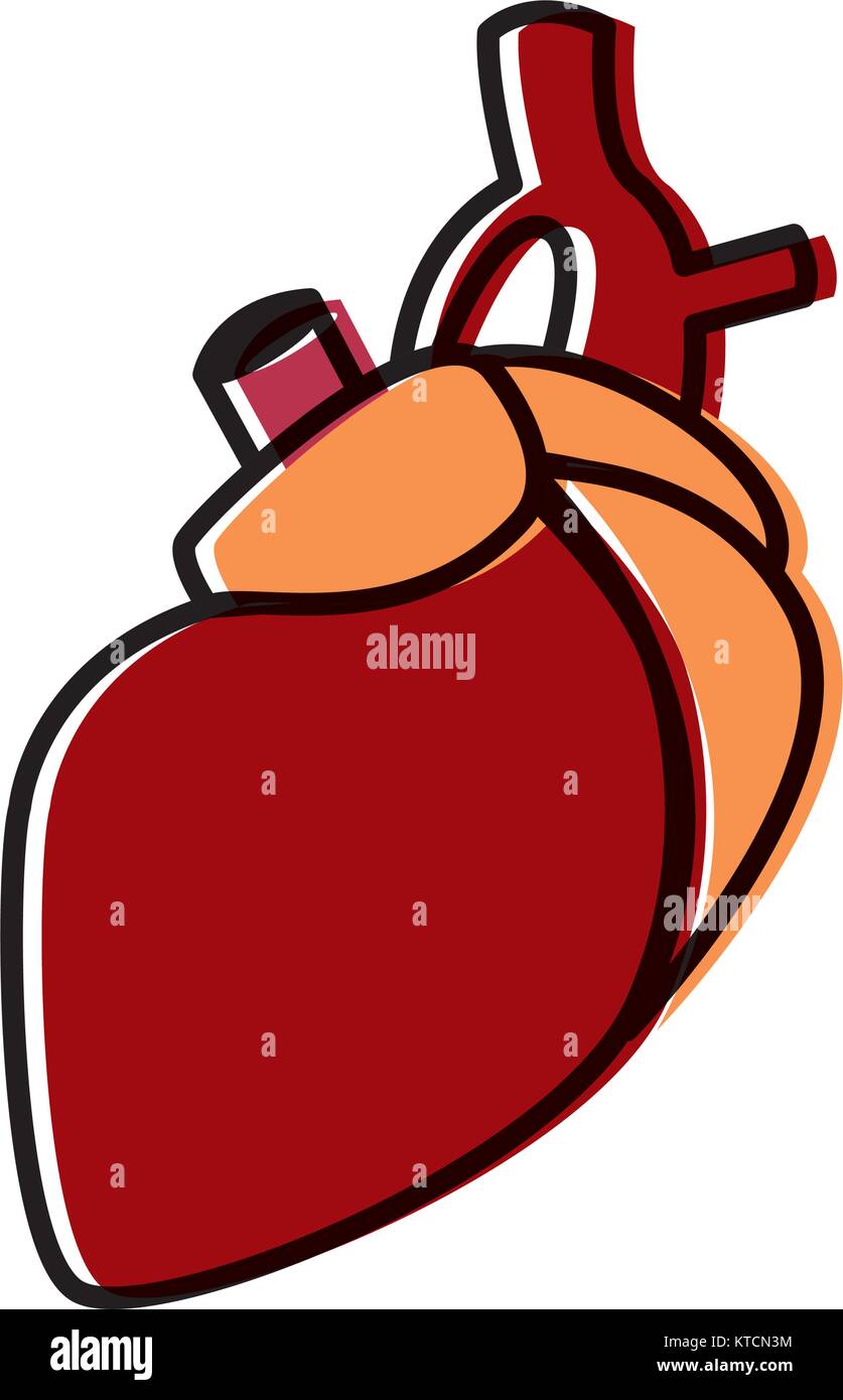 Human heart symbol Stock Vector Image & Art - Alamy