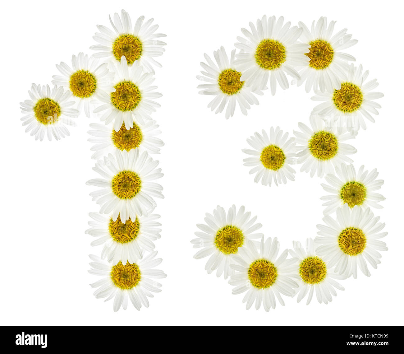 Arabic numeral 13, thirteen, from white flowers of chamomile, isolated ...