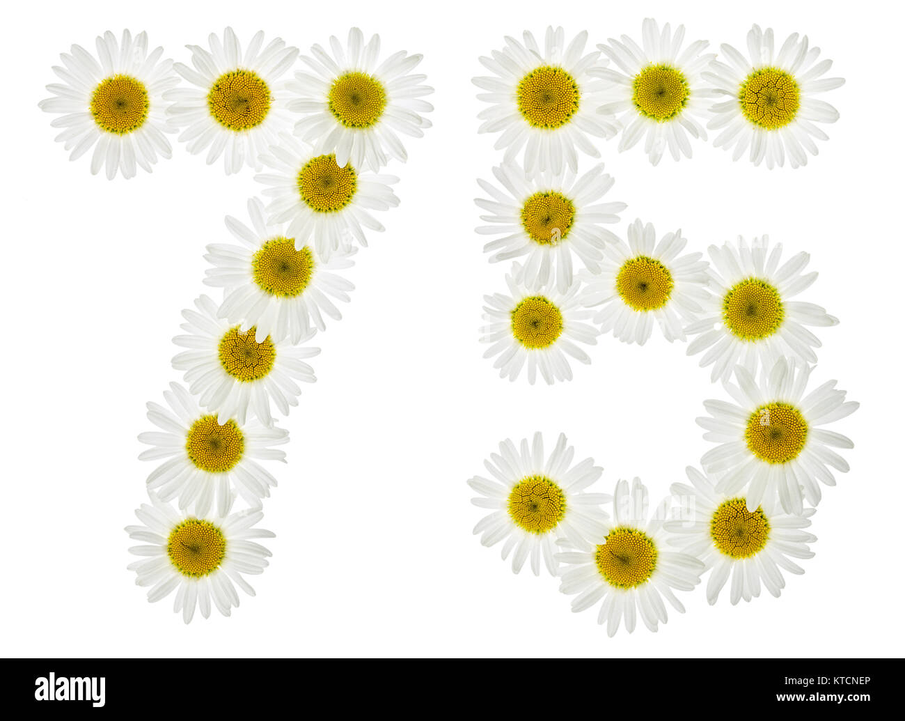 Arabic numeral 75, seventy five, from white flowers of chamomile ...