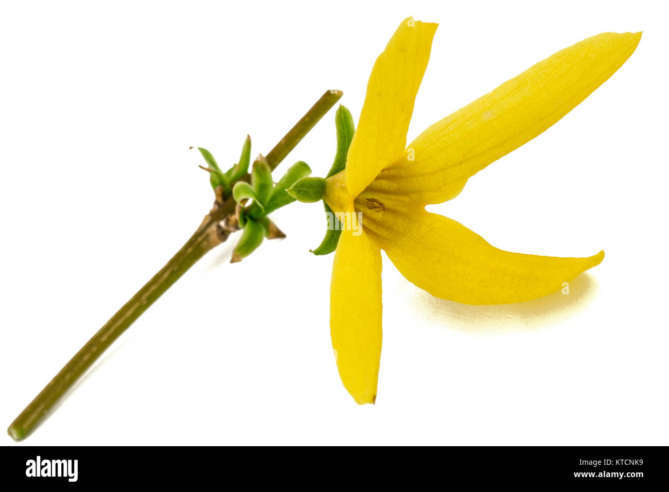 Flowers of forsythia, isolated on white background Stock Photo - Alamy