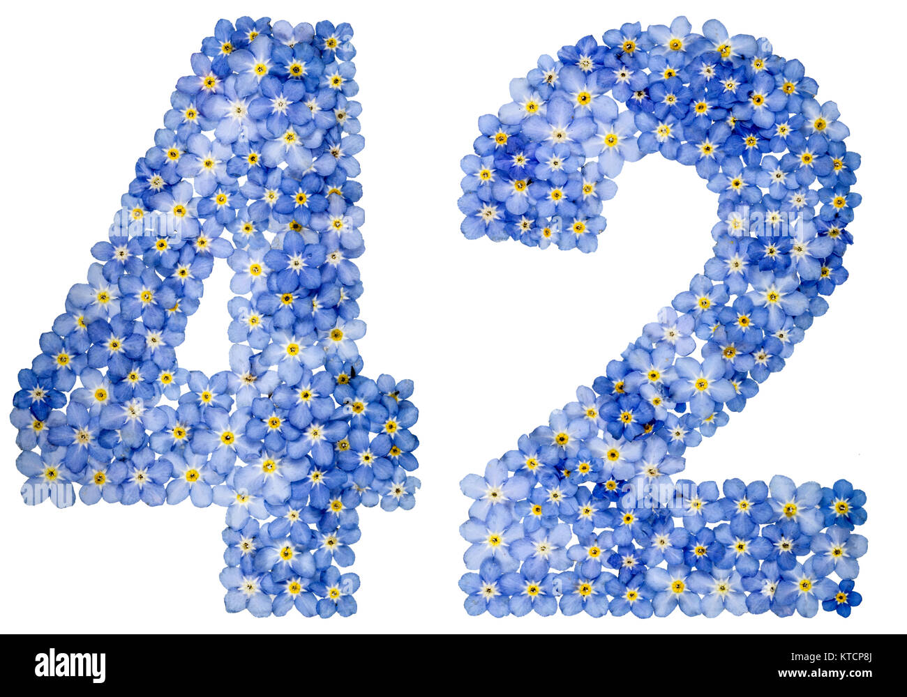Arabic numeral 42, forty two, from blue forget-me-not flowers, isolated ...