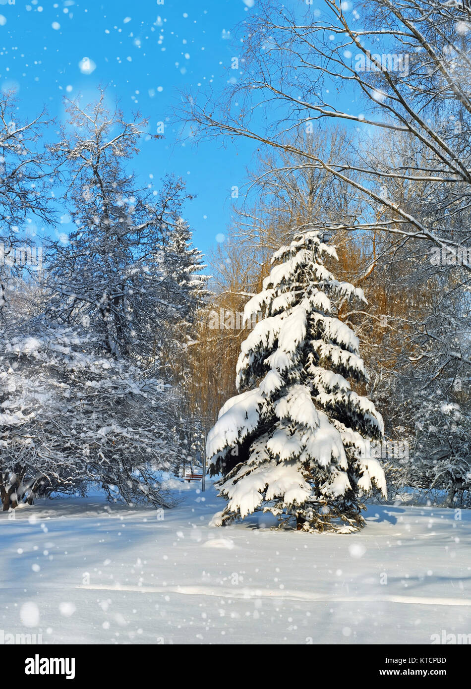 White fir tree landscape hi-res stock photography and images - Alamy