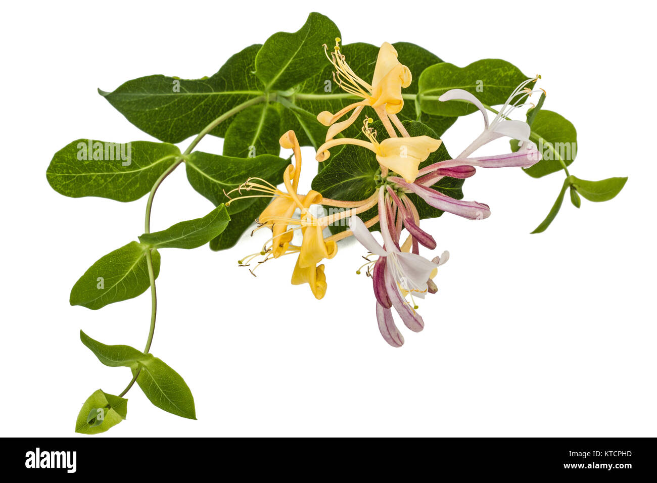 Flowers of honeysuckle, lat. Lonicera caprifolium, isolated on white background Stock Photo