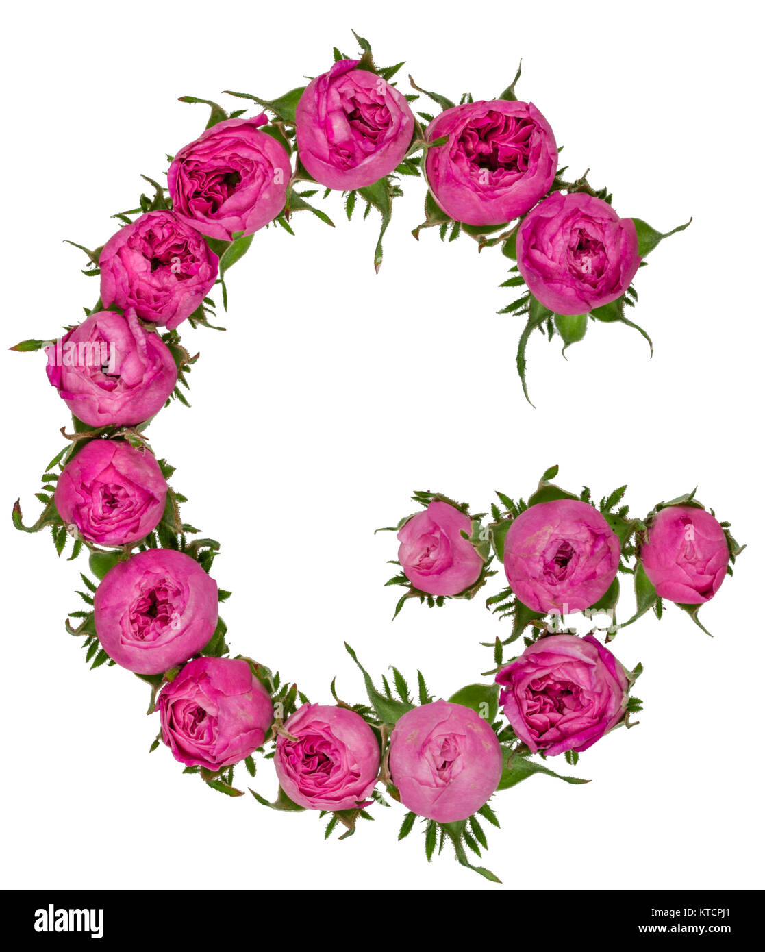 Letter G alphabet from flowers of roses, isolated on white ...