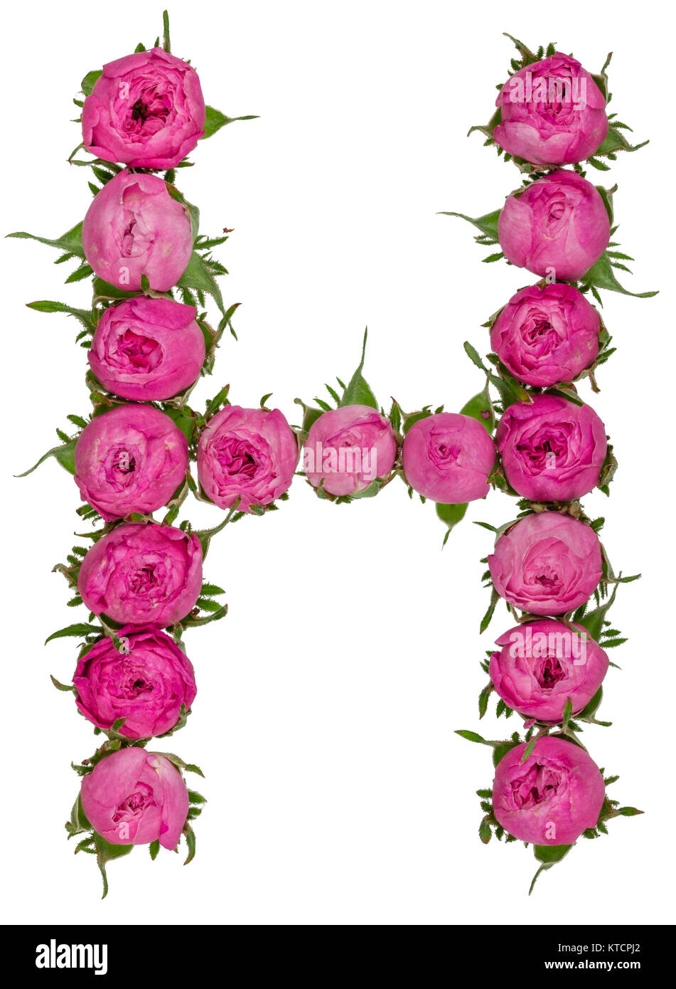 Letter H alphabet from flowers of roses, isolated on white background Stock  Photo - Alamy