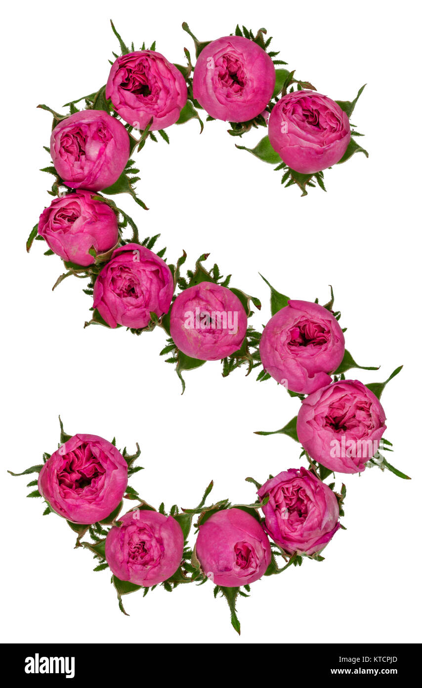 Letter S alphabet from flowers of roses, isolated on white ...