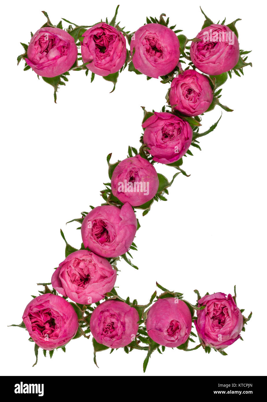 Letter Z alphabet from flowers of roses, isolated on white background Stock Photo