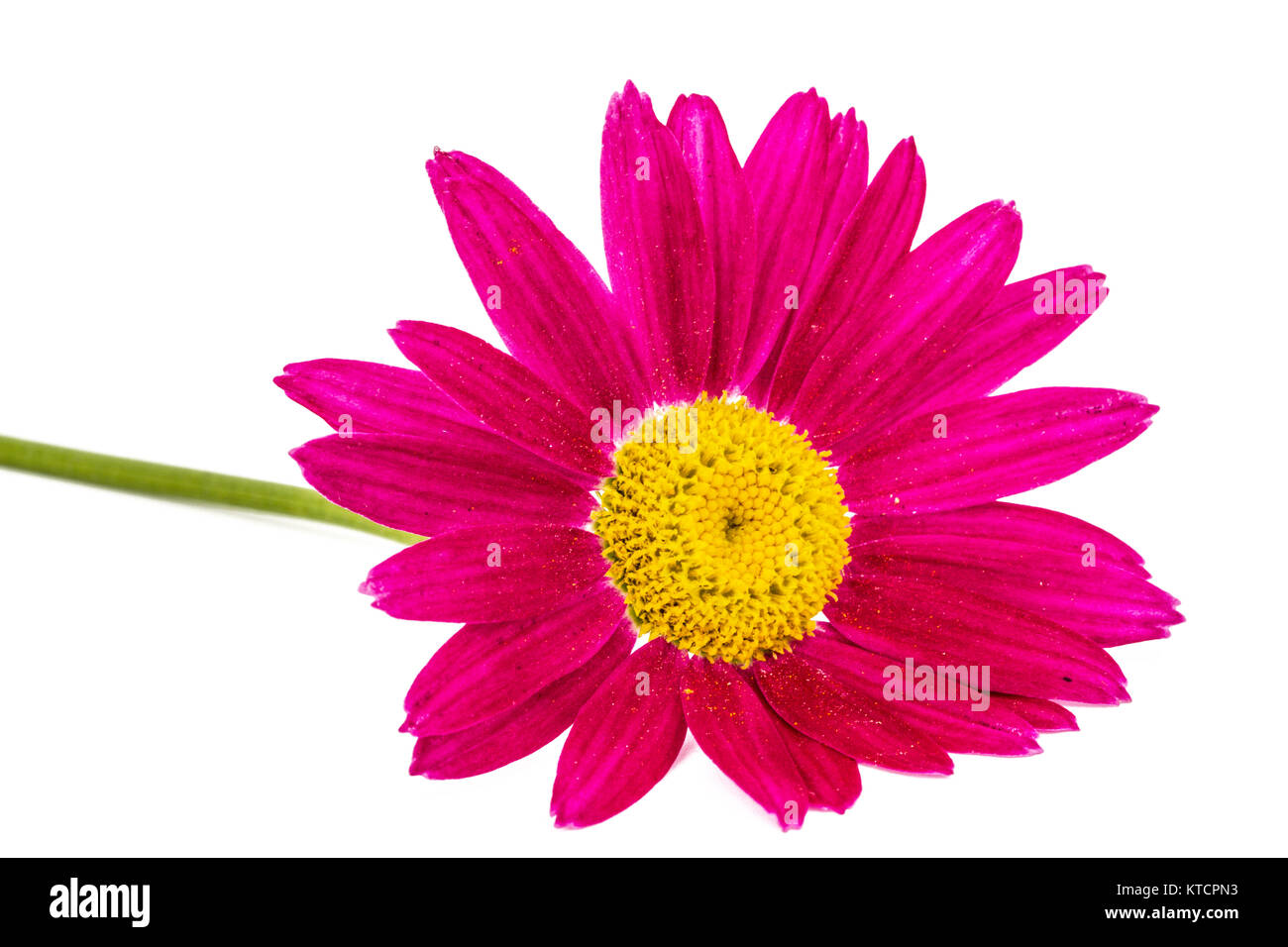 Flower of pyrethrum, isolated on white background Stock Photo