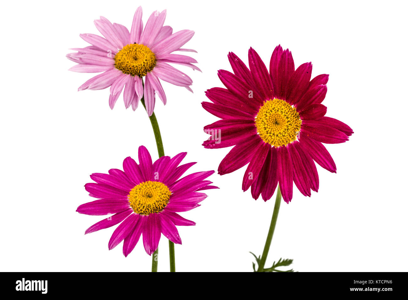 Flowers of pyrethrum, isolated on white background Stock Photo