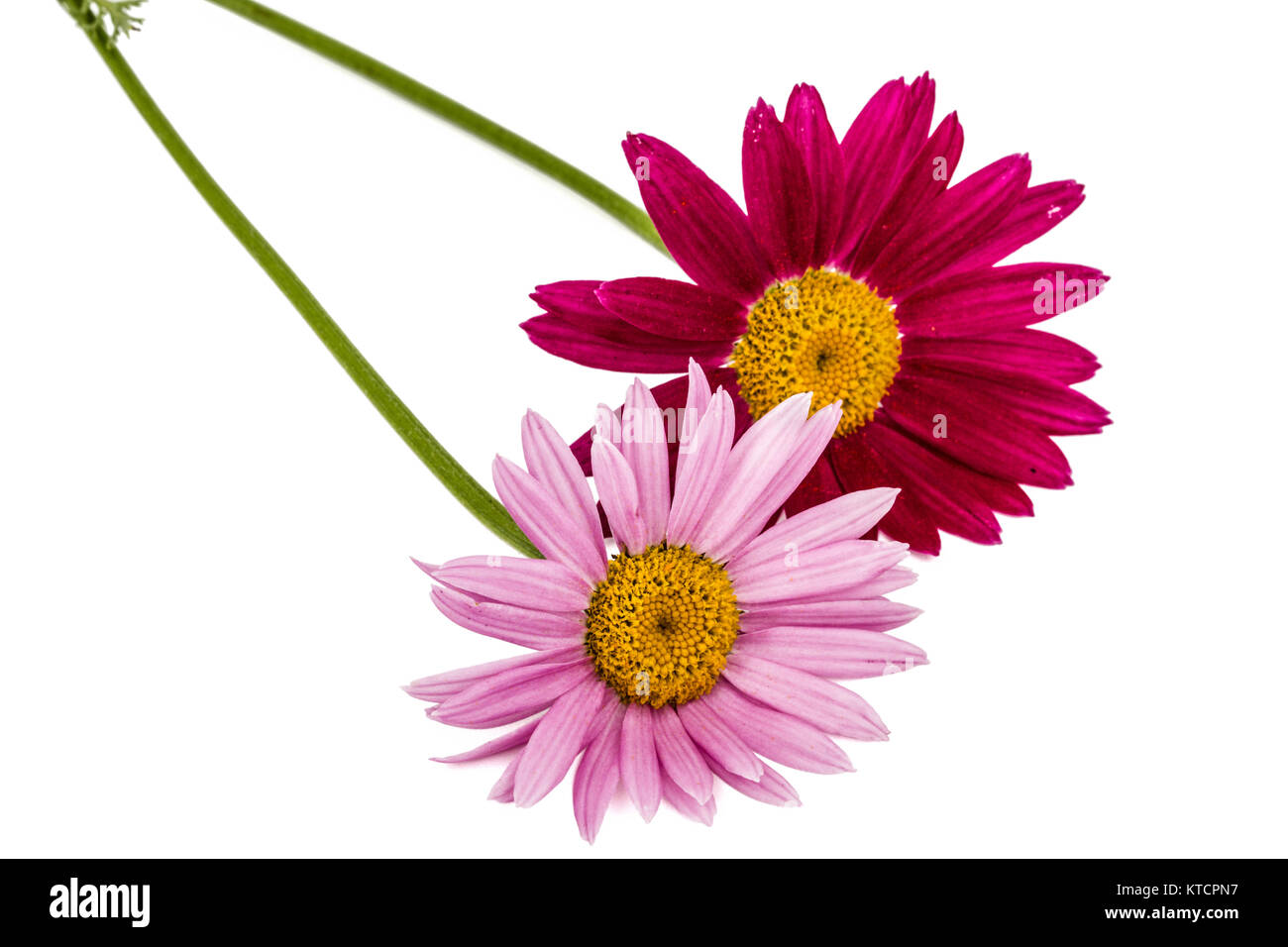 Flowers of pyrethrum, isolated on white background Stock Photo