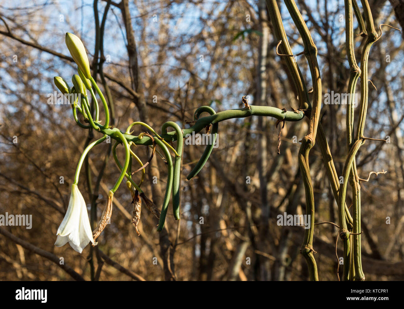 A native Vanilla orchid with white flower blooms in the wild. Madagascar, Africa. Stock Photo
