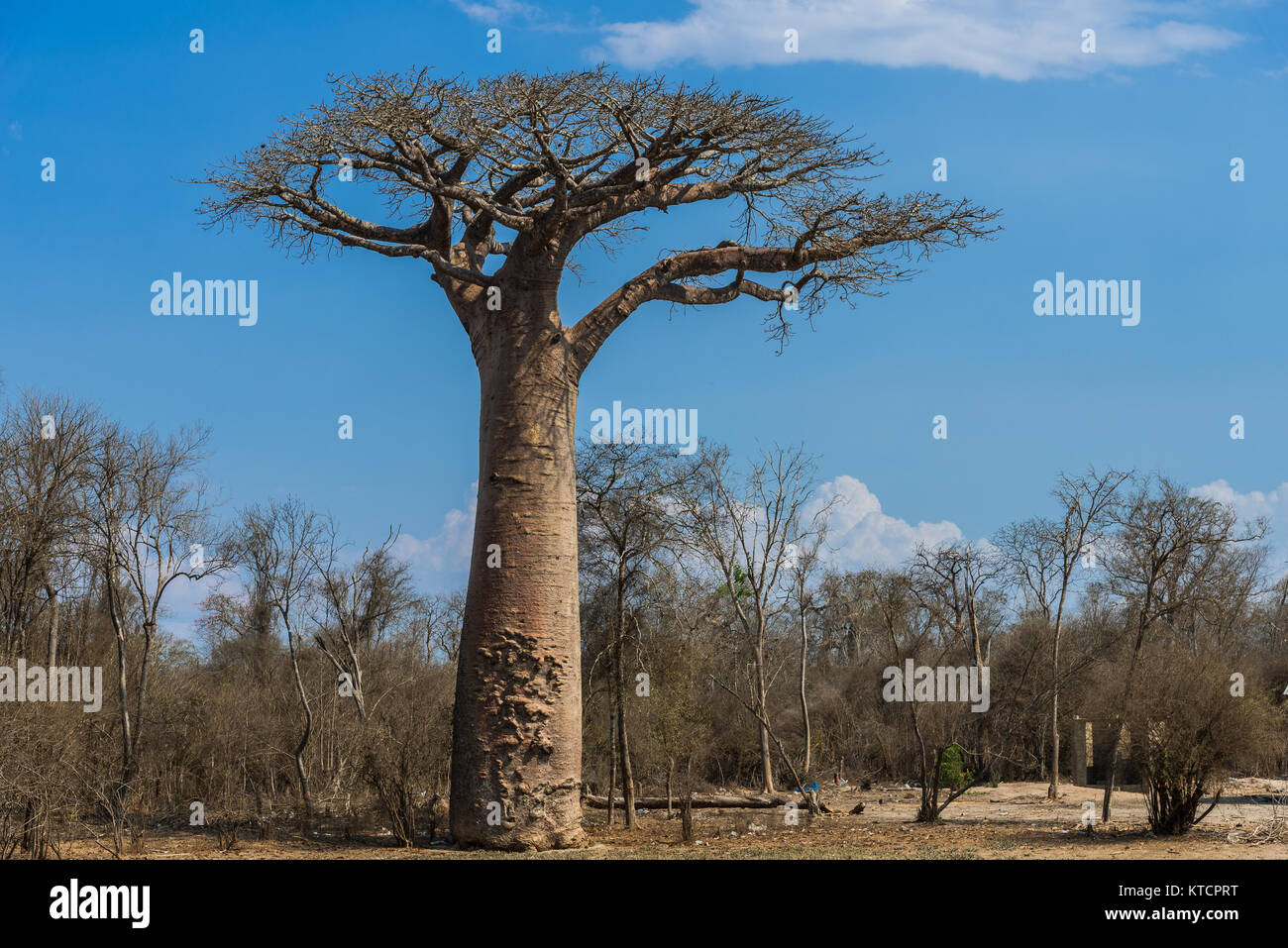 A giant Baobab tree (Adansonia grandidieri) at the Avenue of Baobabs. Morondava, Madagascar, Africa. Stock Photo
