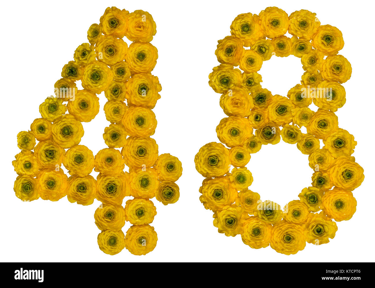 Arabic numeral 48, forty eight, from yellow flowers of buttercup, isolated on white background Stock Photo