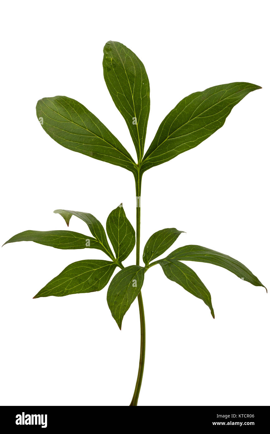 Leaf of peony flower, lat. Paeonia, isolated on white background Stock Photo