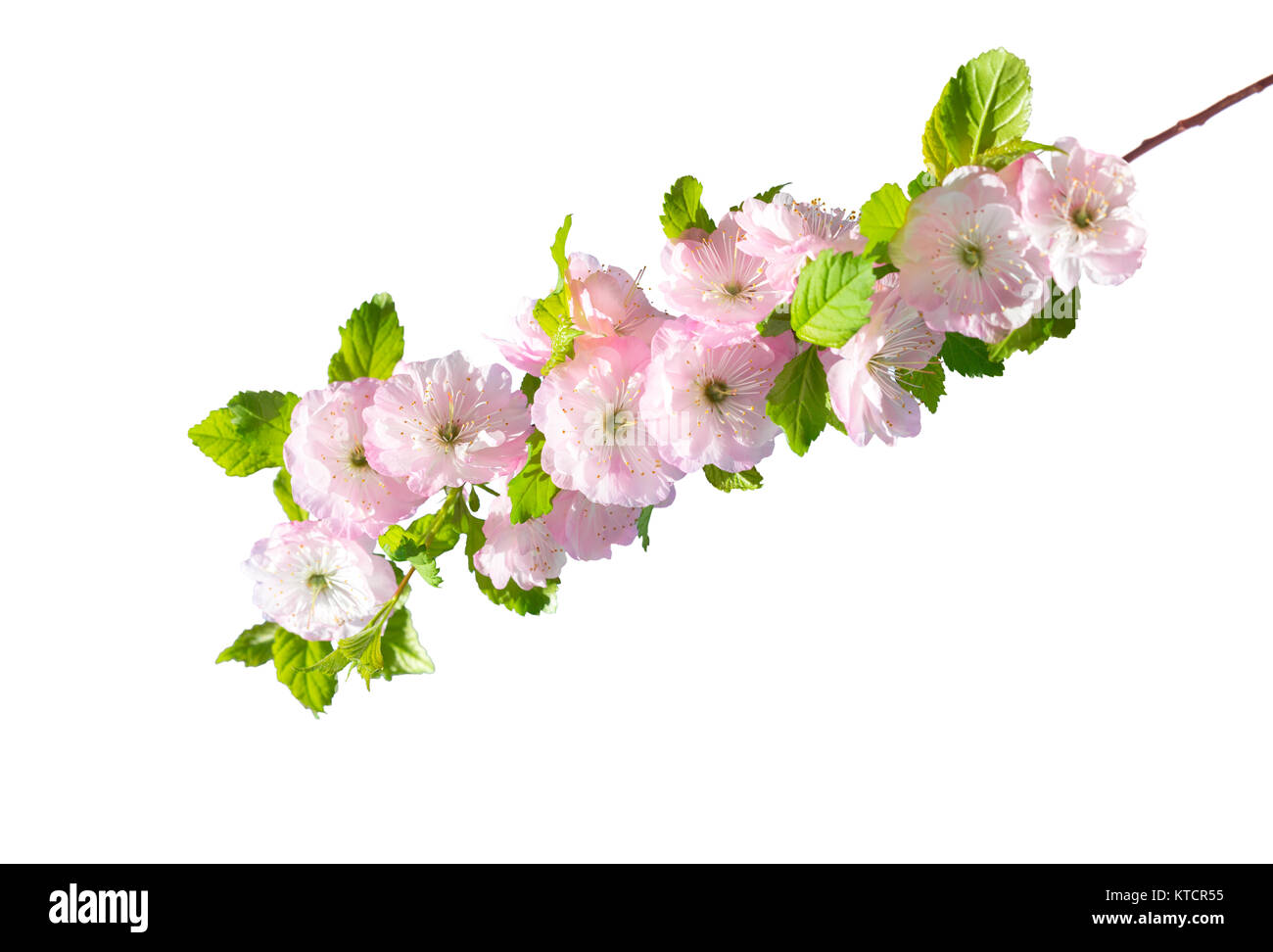 Blossoming branch of almond  (PRUNUS TRILOBA) on a white background.  Selective focus Stock Photo