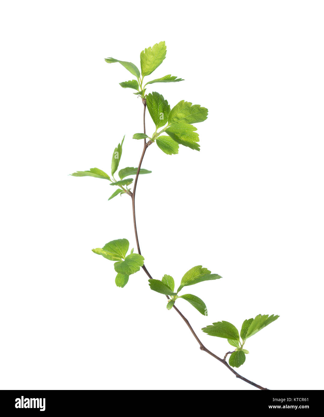 Branch with young green spring leaves isolated on white Stock Photo - Alamy