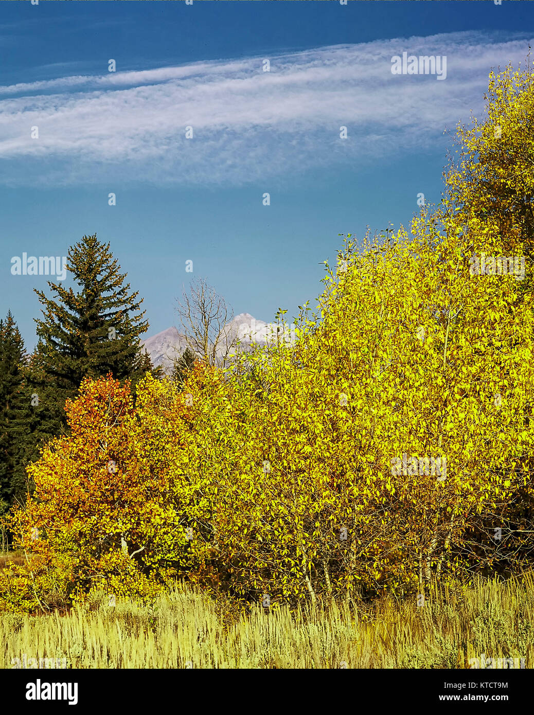 Grand Teton national park landscape in spring, United States of America Stock Photo