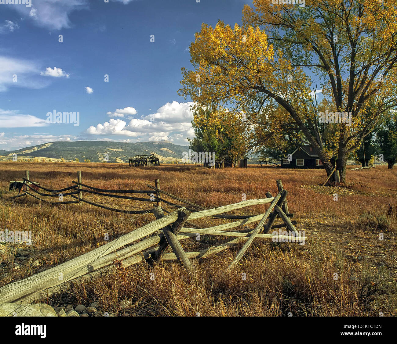 Broken fence and aspen in the autumn landscape, Grand Teton national park, United States of America Stock Photo