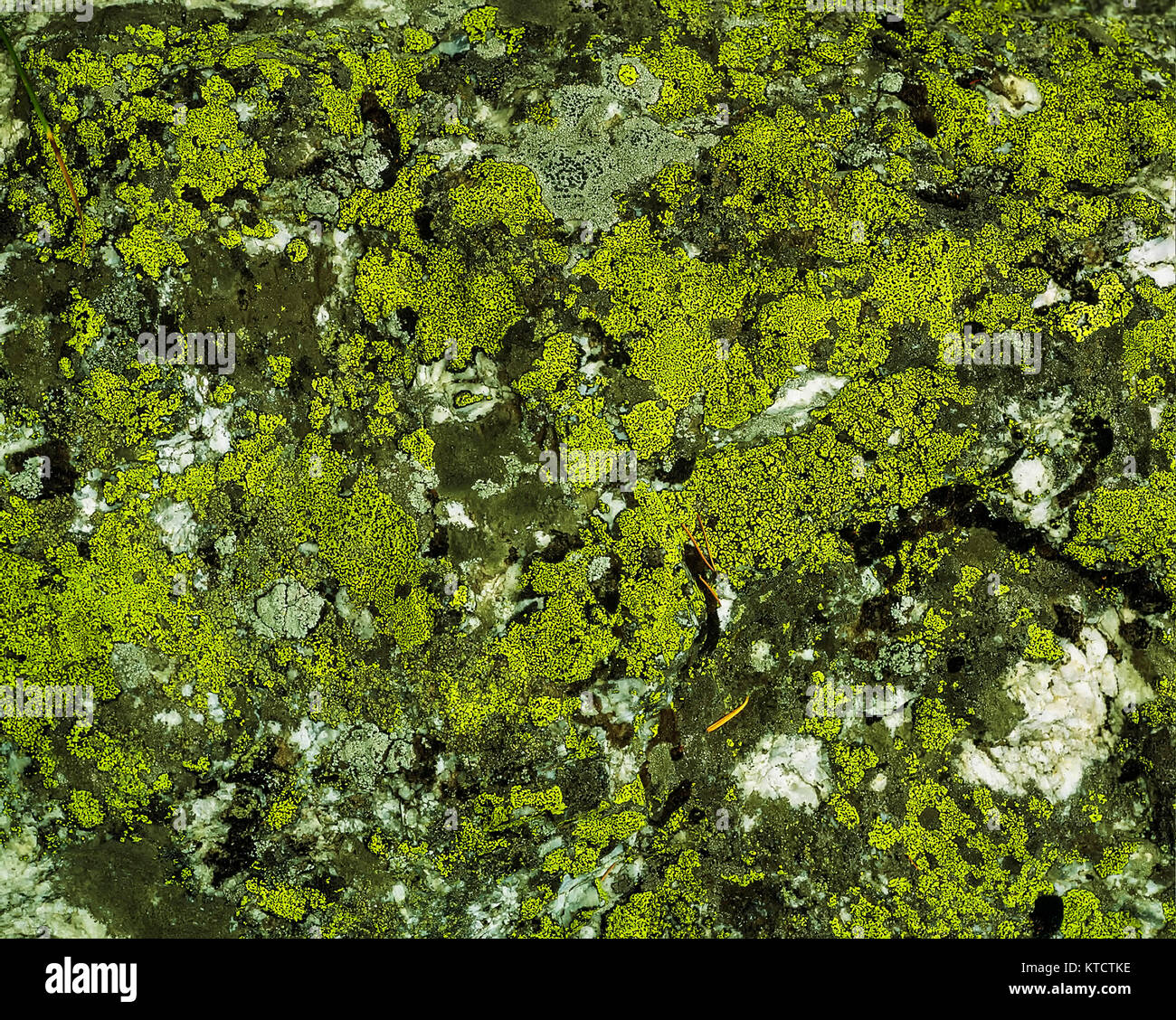 Colourful algae on a rock in the Grand Teton National Park,  United States of America Stock Photo